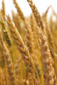 durum wheat sicily