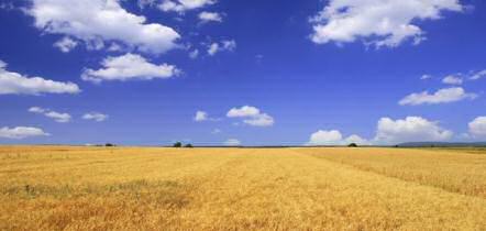 durum wheat field
